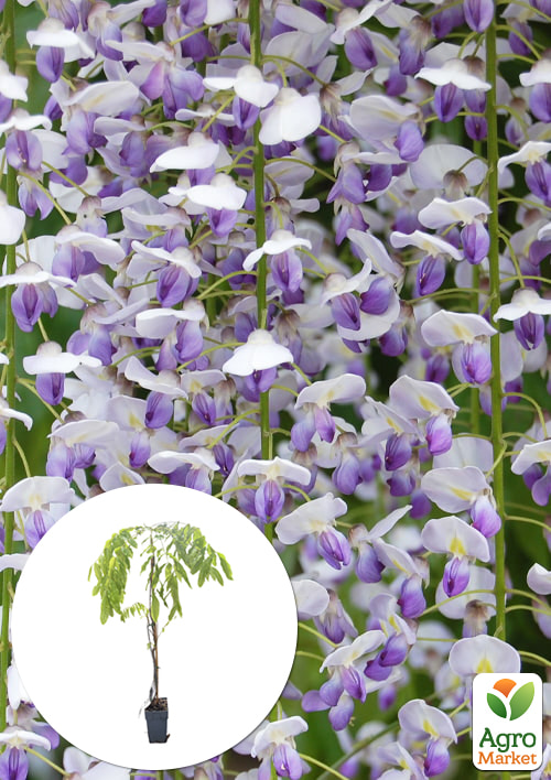 

Глициния 3-х летняя китайская Нага Нода (Wisteria chinensis Naga Noda) С2, высота саженца 60-100см
