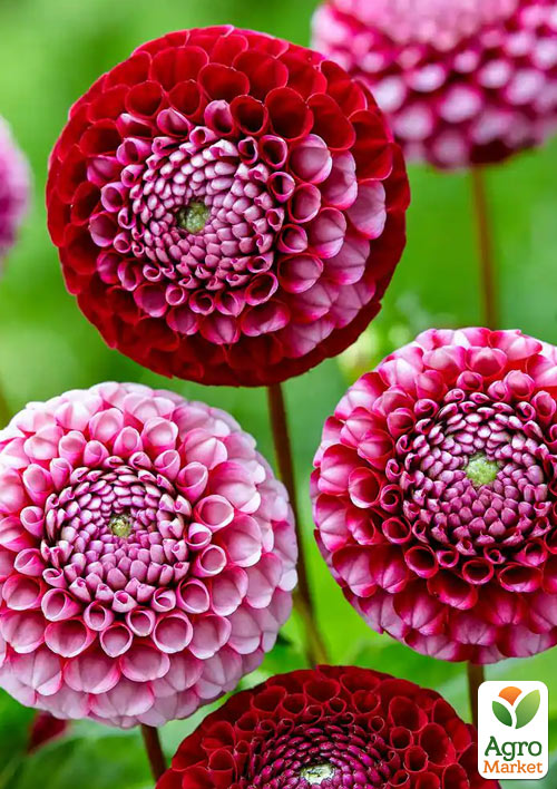 

Жоржина Chick A Dee Us