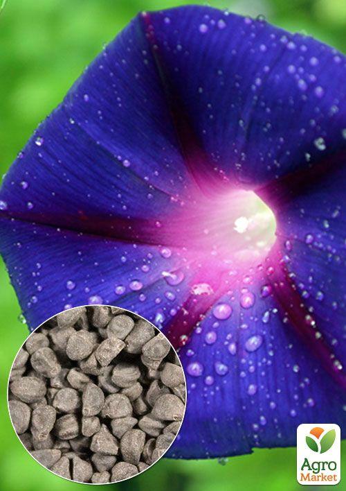 

На вагу Іпомея Циганочка ТМ Весна ціна за 2г