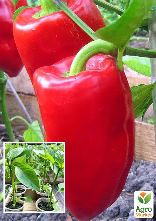 Рассада Перец сладкий «Богатырь» (фермерское взращивание), 1шт в упаковке