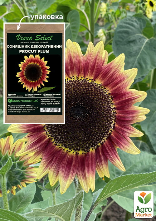 

Соняшник декоративний Procut Plum ТМ Vesna Select 20шт