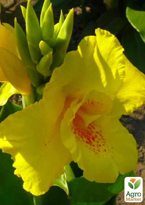 

Канна Richard Wallace 1шт в упаковці