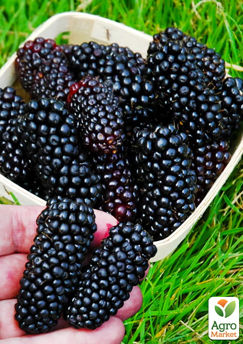 

Ожина гігант Прайм Арк Фрідом (ремонтантний, безколючкова гібрид супер раннього дозрівання)