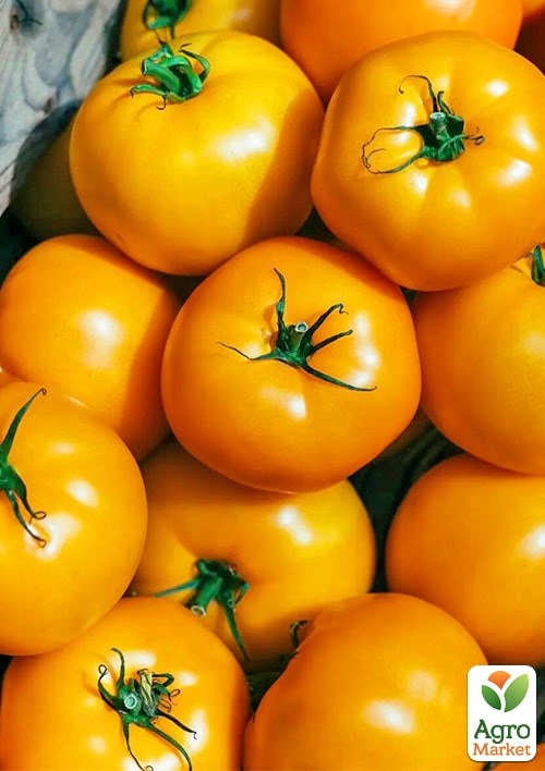 

Томат Нукси F1 (KS 17) ТМ Kitano Seeds 500шт