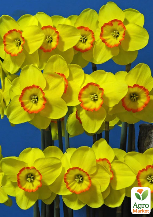 

Нарцисс Pacific Rim