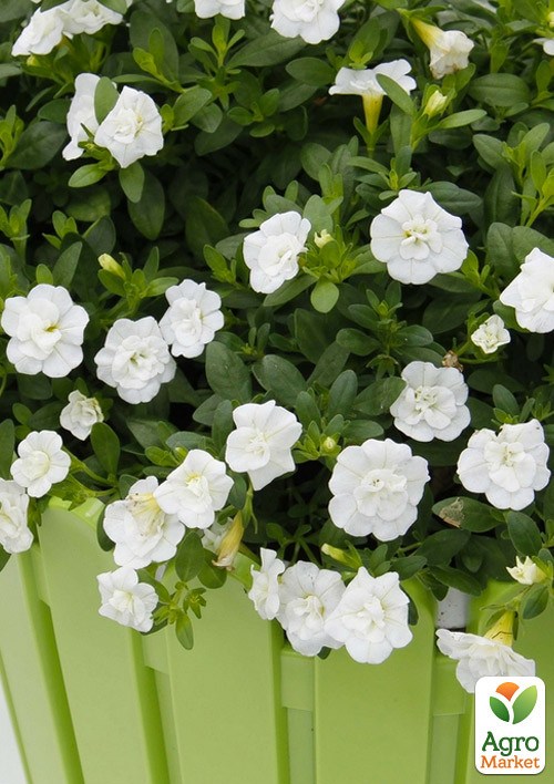 

Калибрахоа Neo Double White Elegance (контейнер №10, высота 10-15см)