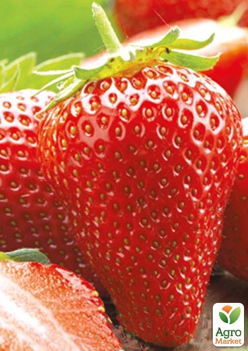 

Полуниця Лючія (Lycia) (ультраранній термін дозрівання)