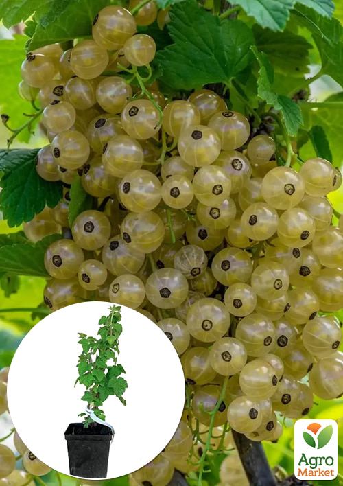 

Порічка біла «Зітавія» укорінена у контейнері (середній термін дозрівання)