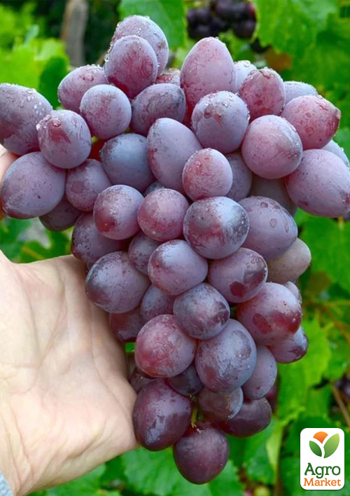 

Виноград Сказка (кишмиш, средний срок созревания, высокая урожайность)