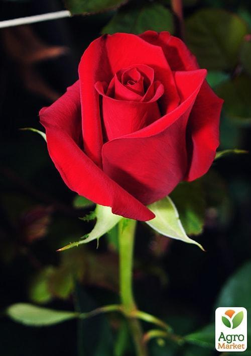 

Троянда чайно-гібридна Фрідом (дуже ароматна!) (Саджанець класу АА +) вищий сорт