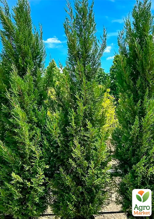 

Купрессоципарис Лейланда Pyramidalis, С5 высота 60-80см