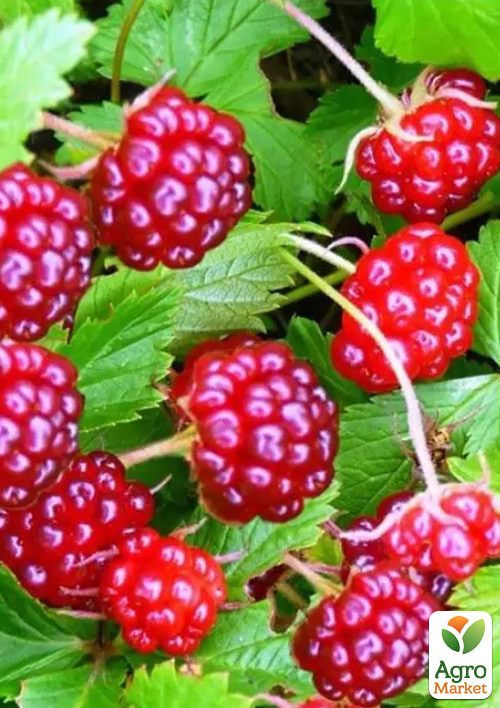 

Княженика садовая Анна (высокоурожайный сорт) вазон Р9