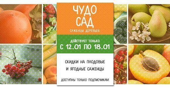 Чудо сад: Скидка на все плодовые и ягодные саженцы в предзаказе! Чудо сад: Скидка на все плодовые и ягодные саженцы в предзаказе!