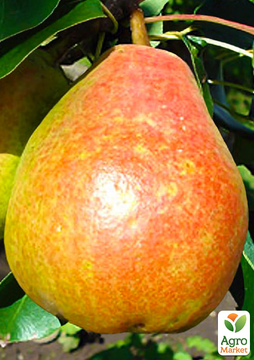 

Груша Николай Крюгер (осенний сорт, средний срок созревания)