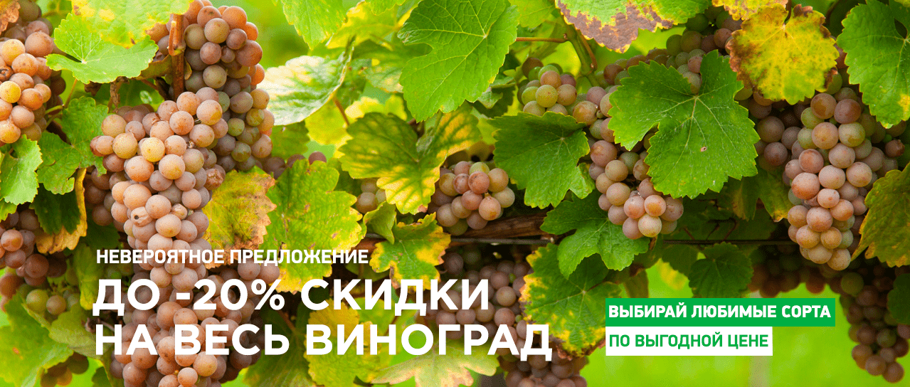 Невероятные скидки на весь виноград Невероятные скидки на весь виноград