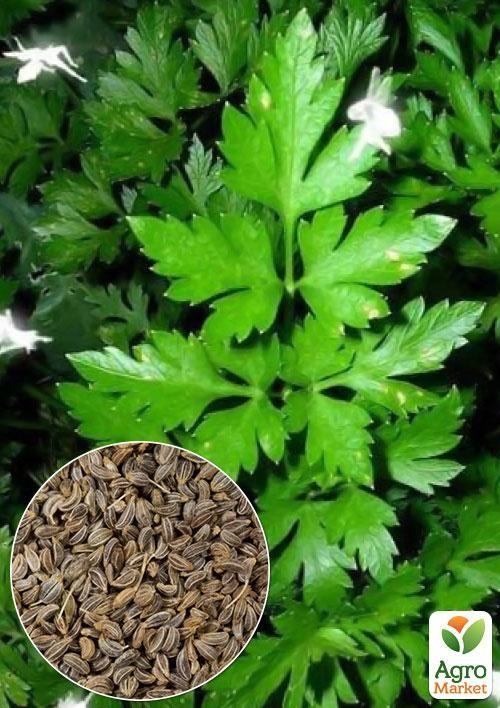 

На развес Петрушка Урожайная ТМ Весна цена за 10г