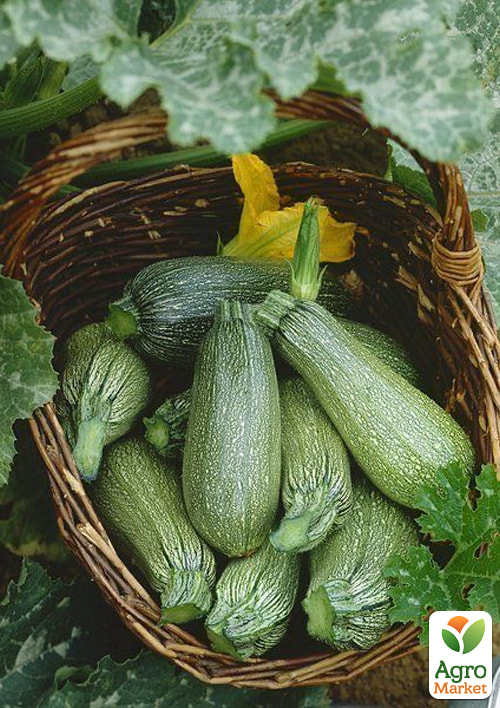 

Комплект семян кабачков Красавцы 5уп