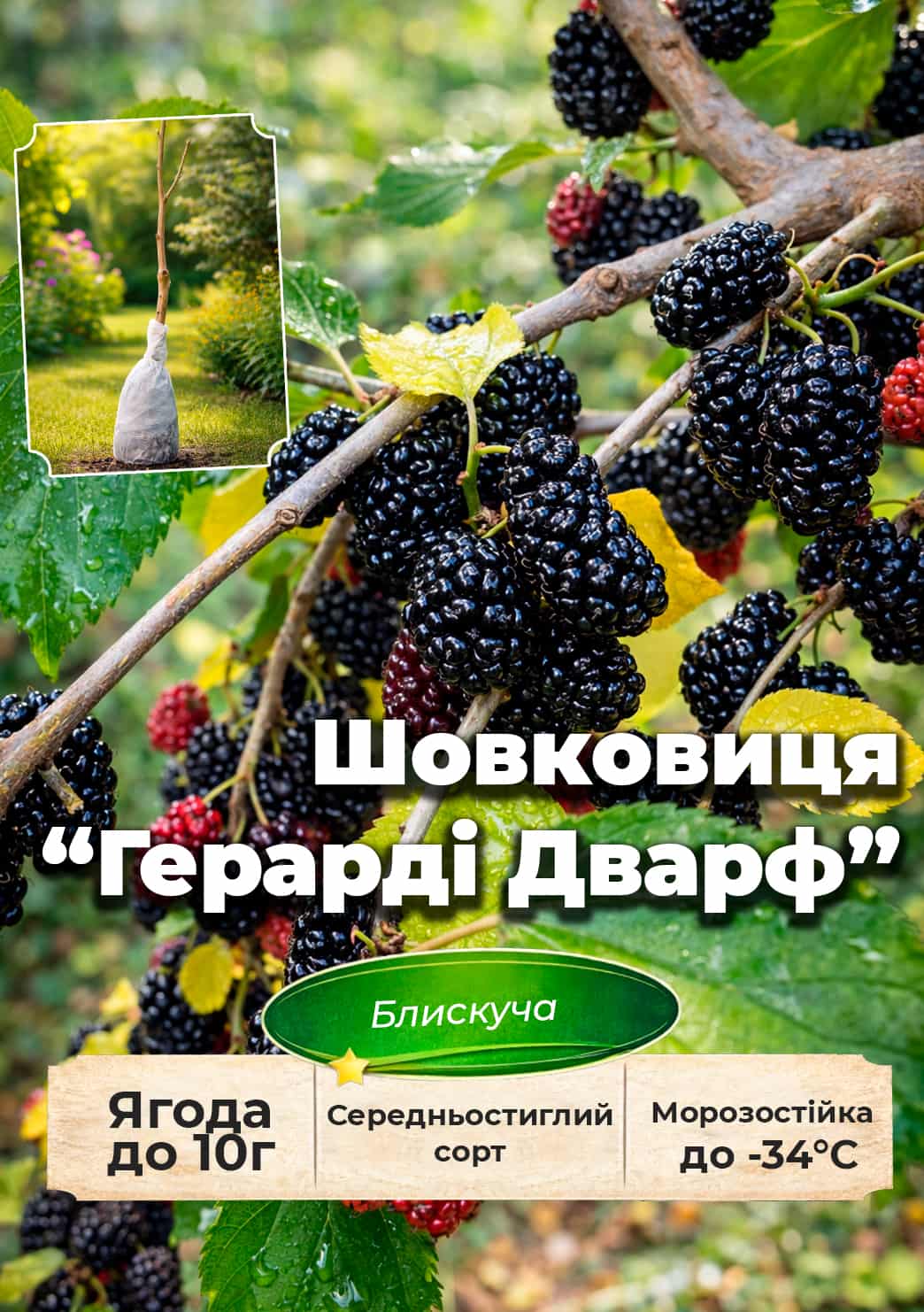 

Эксклюзив! Шелковица блестящая Герарди Дварф (Gerardi Dwarf) (летний сорт, средний срок созревания)