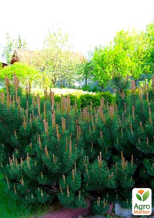 

Сосна горная карликовая Montana (Pinus Mugo) горшок P9