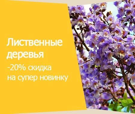 Акция! Лиственные деревья Акция! Лиственные деревья