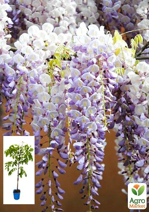 

Глициния 3-х летняя японская "Мультиюга" (Wisteria japanese Multijuga) С2, высота саженца 60-100см