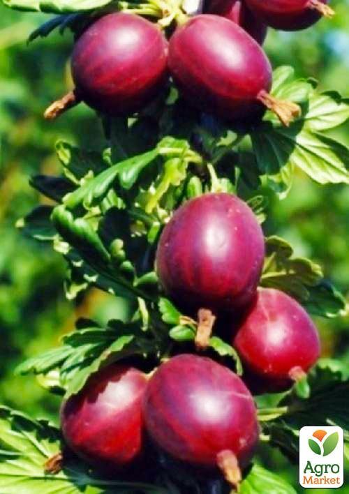 

Агрус Сіріус (середньо-пізній термін дозрівання)