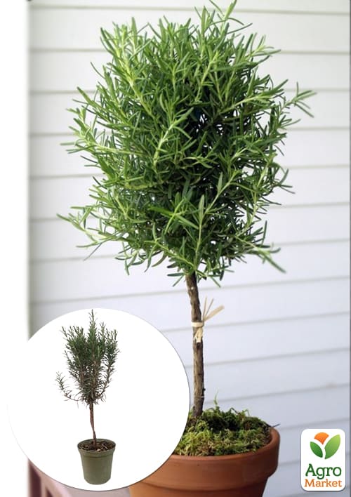 LMTD Розмарин на штамбі 3-х річний (30-40см) з Нідерландів 1 саджанець в упаковці