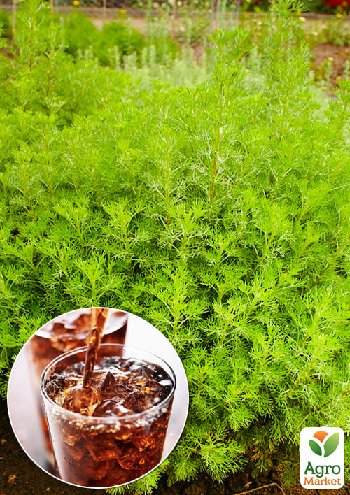 

Полин Кока Кола Cola Plant