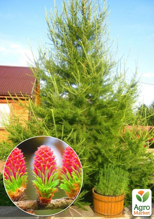 

Модрина Європейська (Larix Decidua) горщик P9