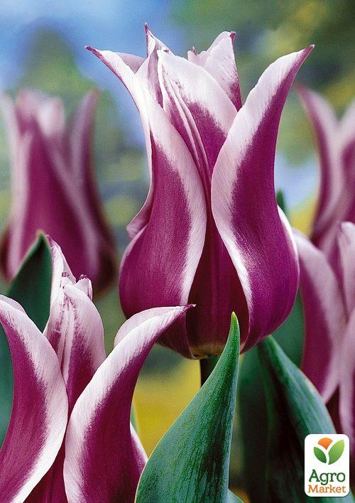 

Тюльпан Ballade (лилиецветный)