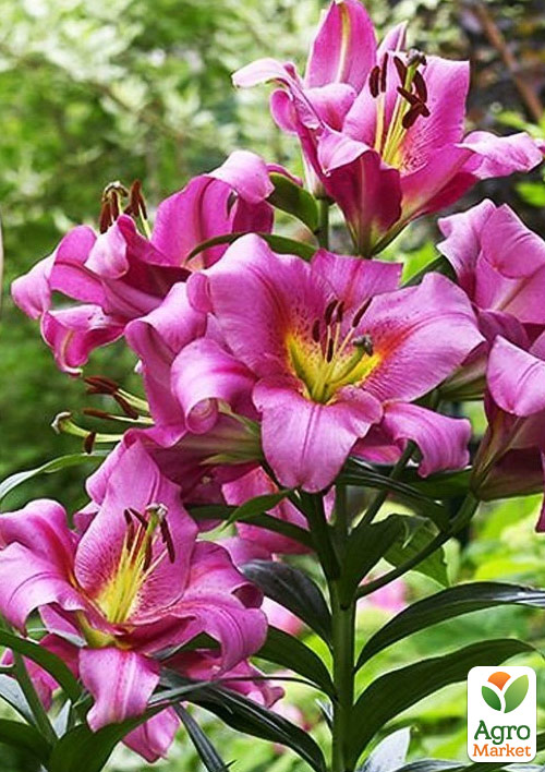 

Лілія Гігант Purple Lady