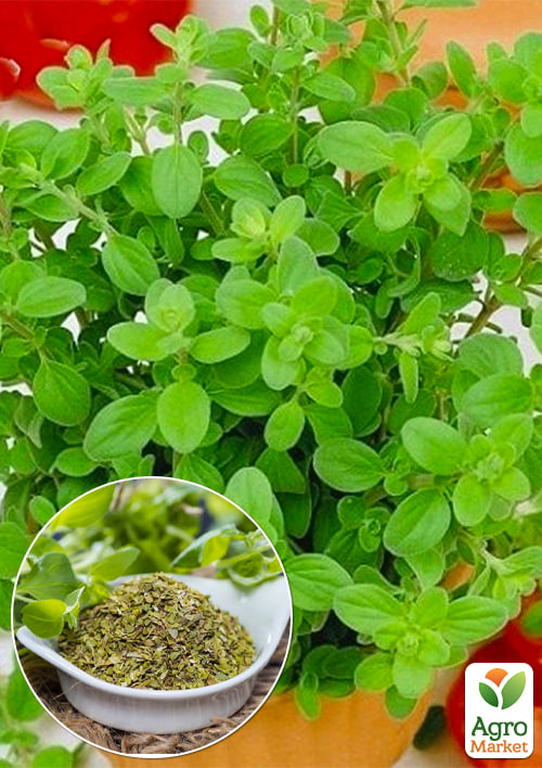 

Майоран душистый (Amaracum)