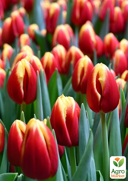 

Тюльпан Dow Jones