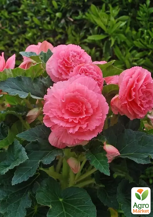 

Бегония Америгибрид F1 rufled pink ТМ Профессиональные семена 100шт