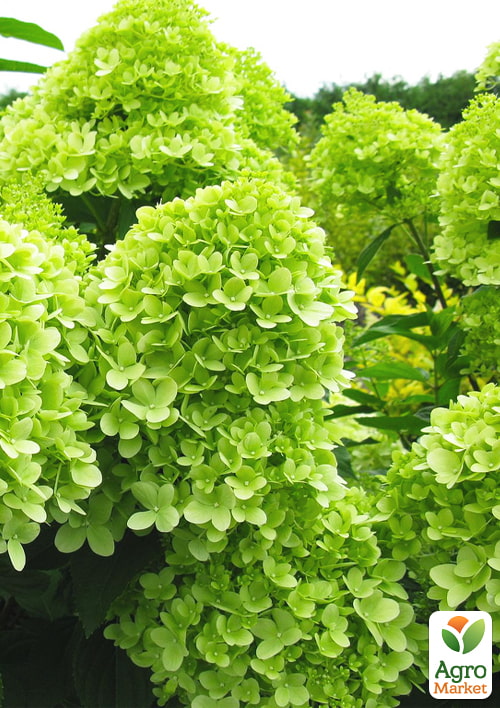 

Эксклюзив! Гортензия метельчатая лайм Рио-Гранде (Rio Grande) (морозостойкий сорт)