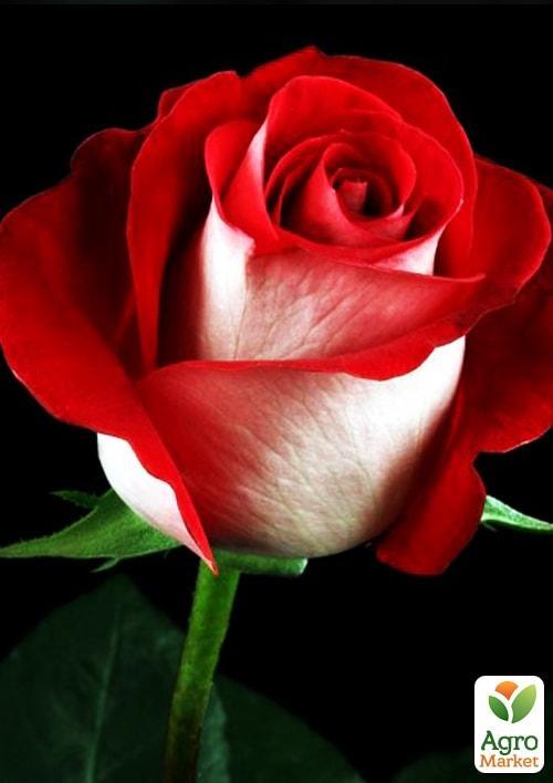 

Троянда чайно-гібридна Блаш (саджанець класу АА +) вищий сорт