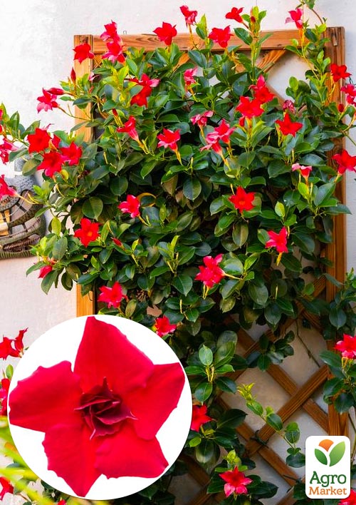 

Дипладенія (Mandevilla) махрова Double Blush Red (квітуча ліана)