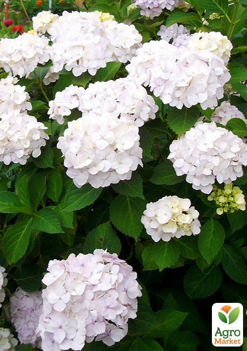 

Гортензія крупнолиста біла Снігова завірюха (Snow storm)