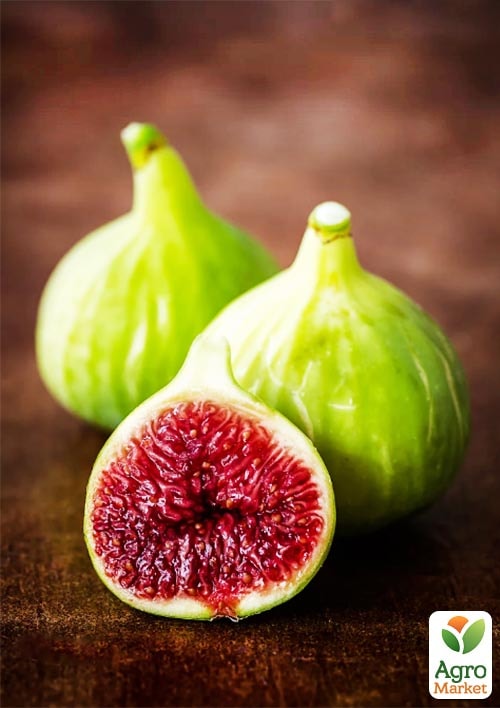 

Инжир Белый Адриатический