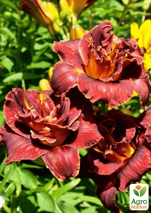 

Лилейник Burgundy Love