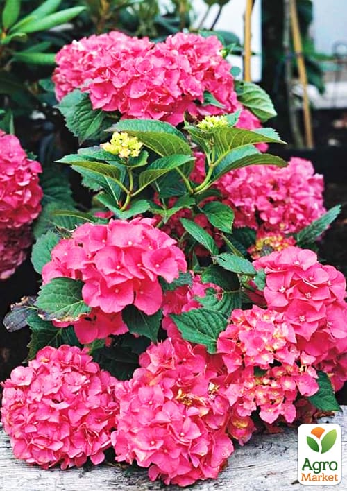 

Гортензія крупнолиста рожево-червона Люцифер (Leuchtfeuer)