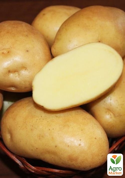 Картопля "Аріель" насіннєва рання (1 репродукція) 1кг