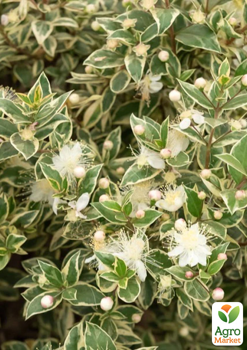 

Мирт варієгатний кімнатний «Tarentina» вазон р-9