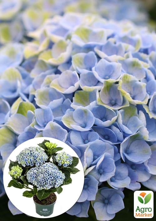 

LMTD Гортензия крупнолистная цветущая 2-х летняя Magical Revolution Blue (20-30см)
