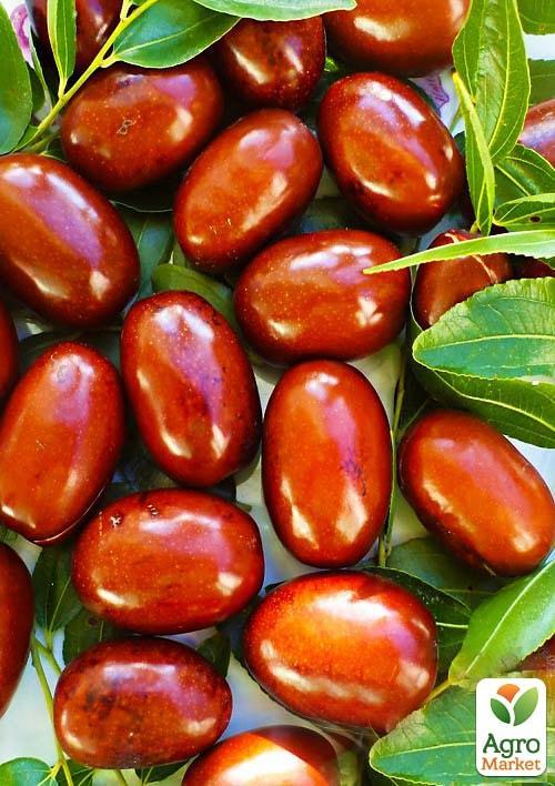 

Зизифус Китайский 2а (средний срок созревания, высокоурожайный сорт)