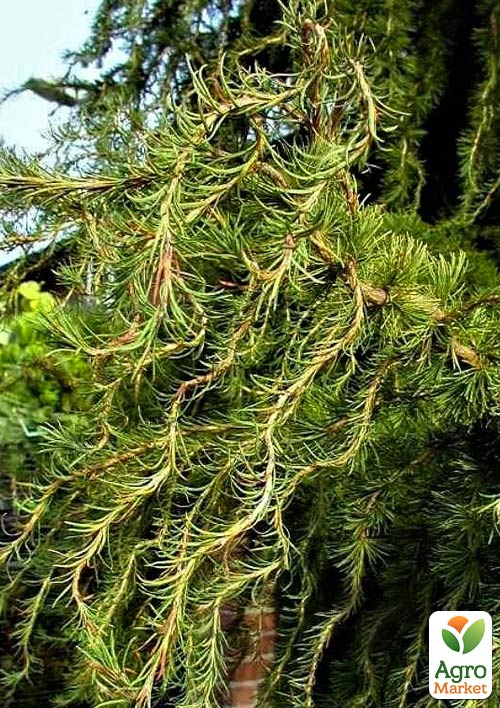 

Модрина Японська (Larix Кaempferi) горщик P9