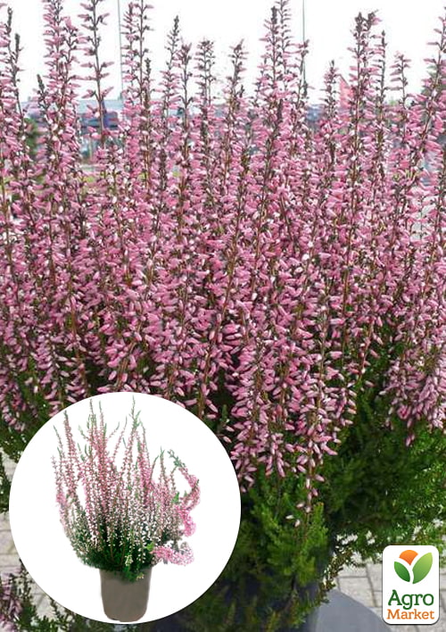 

Вереск обыкновенный Melina