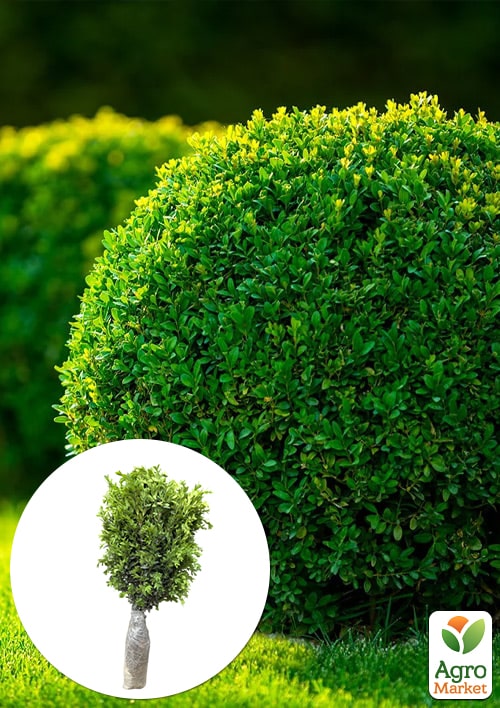 

Самшит блискучий темно-зелений Крістофф (Kristoff) 3-х річний саджанець