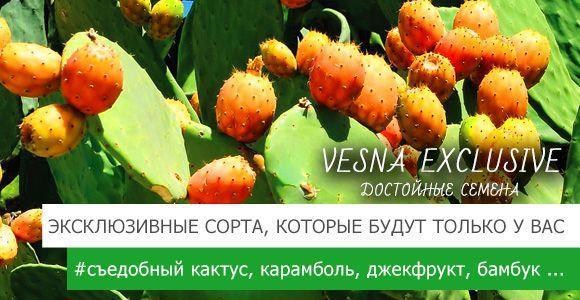 Vesna Exclusive: достойные семена Vesna Exclusive: достойные семена