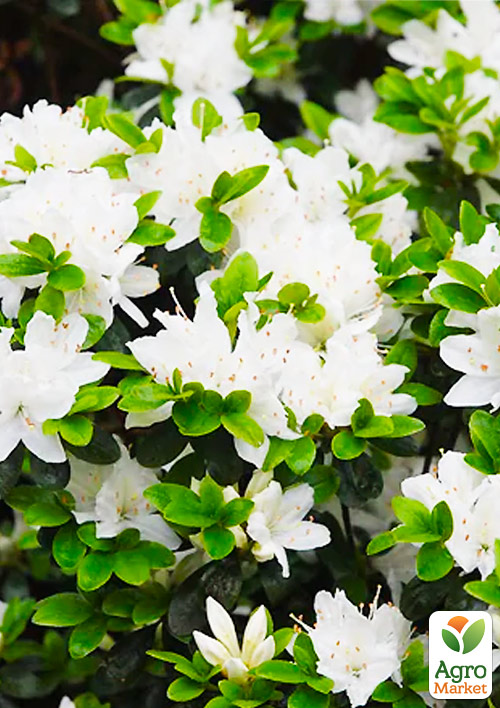 

Азалия Японская Nene